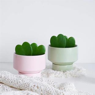 Heart-Shaped Leaf Ball Orchid, a Small Succulent Potted Plant, Office Creative Gift, Indoor Shade-Tolerant Green Plant