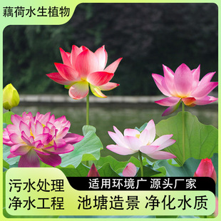 �ɻ� �ɻ��� �ɻ��N�� �ɻ��Nֲ �ɻ����� ˯ɏֲ��S��ֱ�N���l