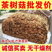 新货精品不开伞茶树菇无干燥剂净重农家干茶树菇干货菇包邮