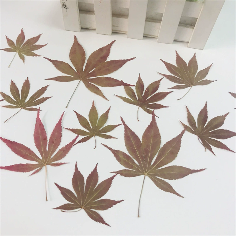 Кленовый лист японский красный кленовый цветок наклейки украшение дома сушеный цветок лист живопись DIY настольная лампа материал для тиснения Ароматерапия
