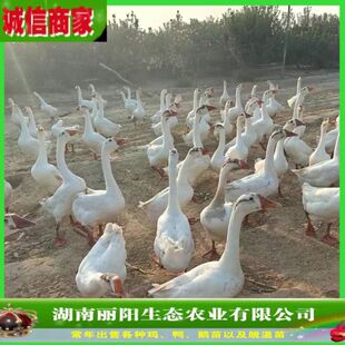 ���l�Z����w�����Z����һ���g�Z�r���B���Z���M�ṩ�Bֳ���gָ��