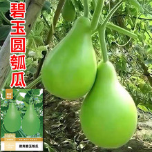 �߲˷N�ӹ�˾�A�ϷN���ѹϷN�јO�����A�Ѳ˺��J�ϷN�̴���N��