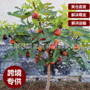 �羳���l�����}����l�o��������粨���t�����Ե��԰����o������