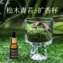植物卧室天然家居青苔