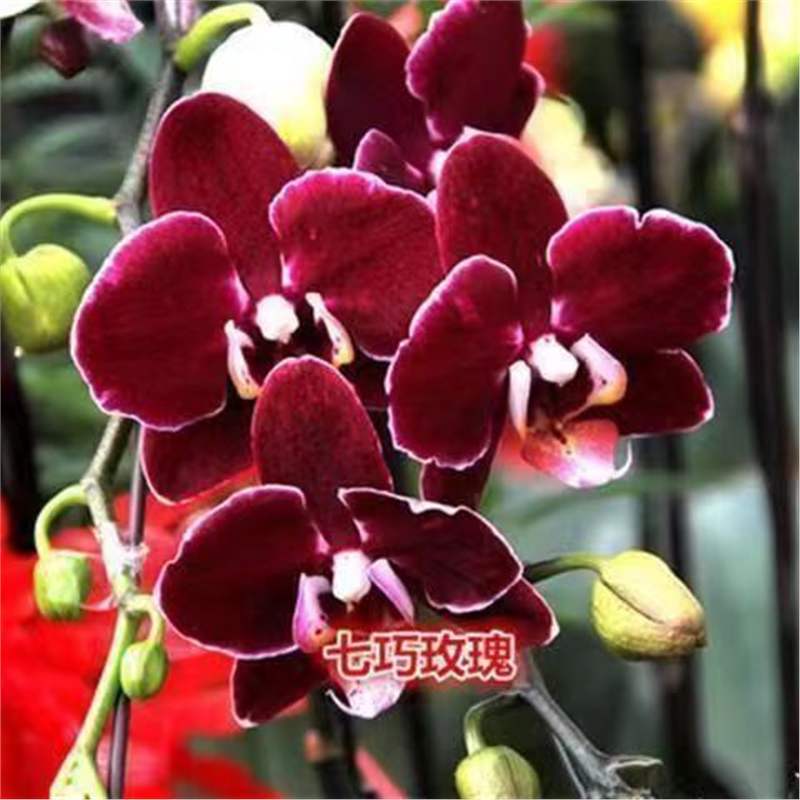 Orquídea de mariposa en las cuatro estaciones, balcón interior, oficina en maceta, flores verdes, fácil alimentación image 21