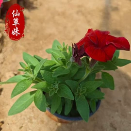宿根花卉;一二年生花卉;灌木
