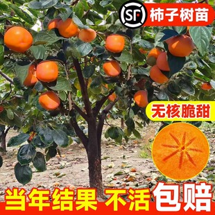 Persimmon Seedling Grafted Fruit Sapling Large Crisp Sweet Fire Crystal Persimmon North and South Courtyard Planting Potted Plant That Bears Fruit in the Same Year