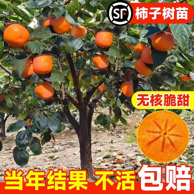 柿子苗树嫁接水果树苗大脆甜火晶柿子南北方庭院种植盆栽当年结果