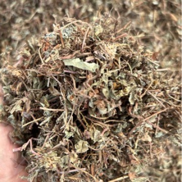 批发优质过路黄