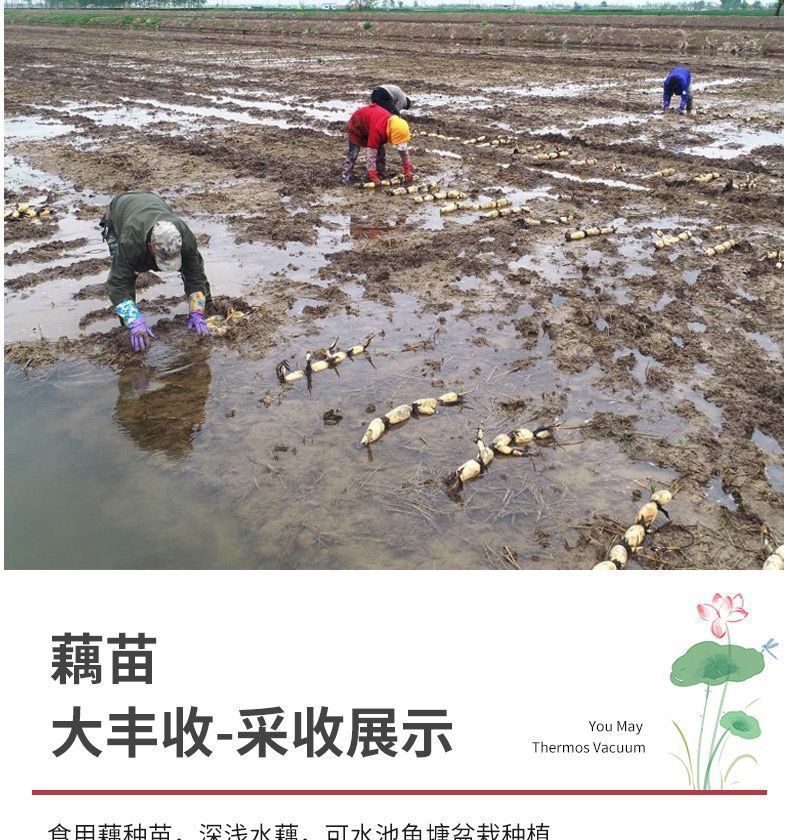 3f1b30e8-109b-45df-984c-a11fd5490f5b.jpe