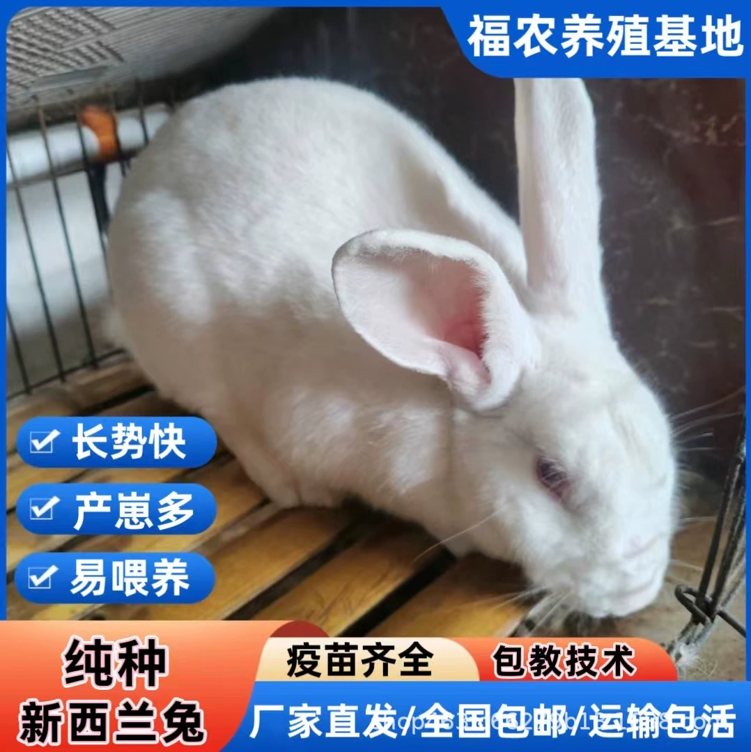 Рынок мяса кроликов, оптовая цена, чистокровный кролик Новой Зеландии, живое разведение, разведение кроликов Новой Зеландии, мясо кролика, обучение технологиям