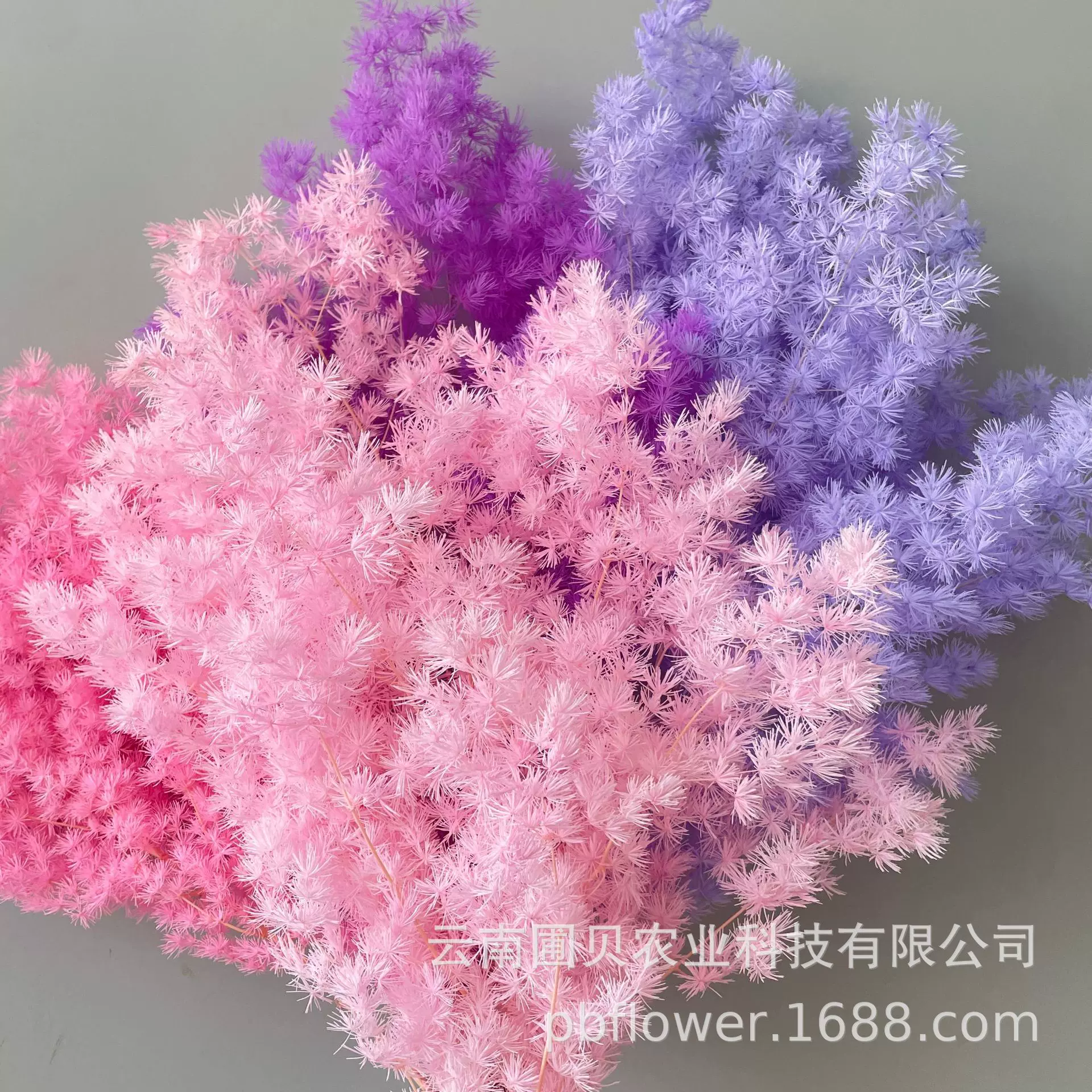 花者云南跨境专供永生蓬莱松永生雪松高级感花束配材多色现货批发