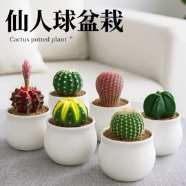 盆栽;观赏凤梨;微景观