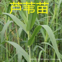 �JȔ���~���r�JȔ�~�JȔ����Ȕ����ˮ��ͦˮֲ��ˮ�|�쾰�JȔ�Gֲ