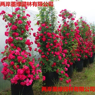 Large Seedlings of Yellow Wood Fragrant Climbing Plants, Fragrant All-Season Red Wood Fragrant Rose Seedlings, Courtyard Climbing White Wood Fragrant Seedlings
