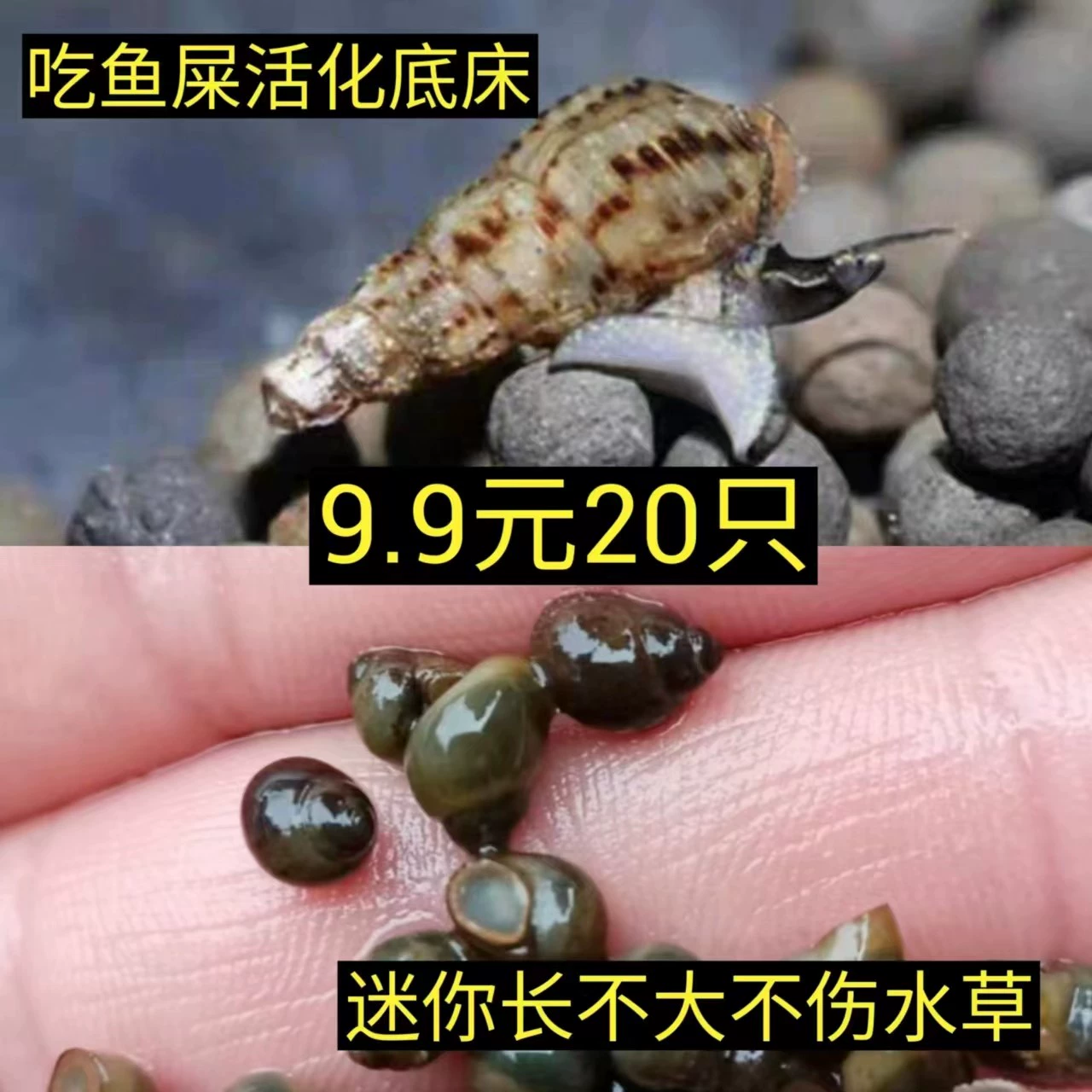 Malay snail cleaning fish tank to remove algae and eat feces cold water fresh water new product ornamental snail grass tank to eat algae and purify water for breeding
