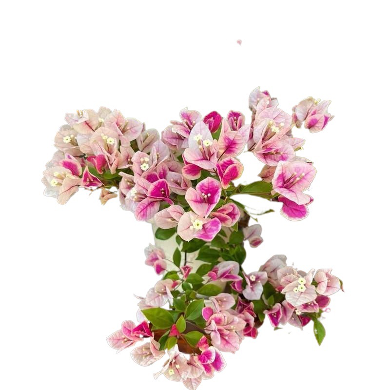 9.9 Flores frecuentes variedades de ciruela triangular en maceta jardín de plántulas es bueno para alimentar las plantas de vid de flores image 5