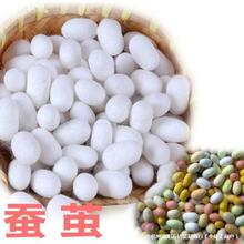 蚕茧蚕豆带蚕蛹可出蛾家蚕桑蚕白活蚕双宫茧蚕丝茧可抽丝做蚕标本