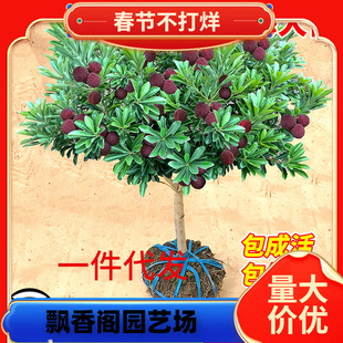 �|����÷��������ڼ޽Ӻ�̿��÷������ϱ����Nֲ����Ԯ���Y��