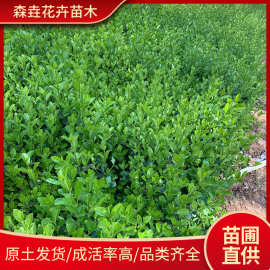 卫矛树苗庭院耐寒灌木四季常青工程绿化苗木笆篱墙植物卫矛冬青球