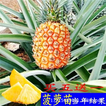 新品种大果凤梨苗 结果7-10斤重大凤梨果苗台湾凤梨苗红肉凤梨苗