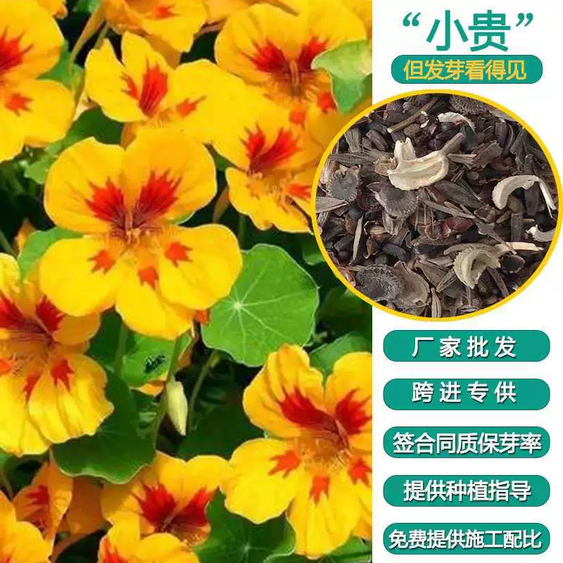 Оптовая торговля высококачественными семенами вьющихся цветов, сухими видами золотых лотосов, зеленением живописных дворовых растений, большим количеством преференциального режима, приветствуем МСЭ