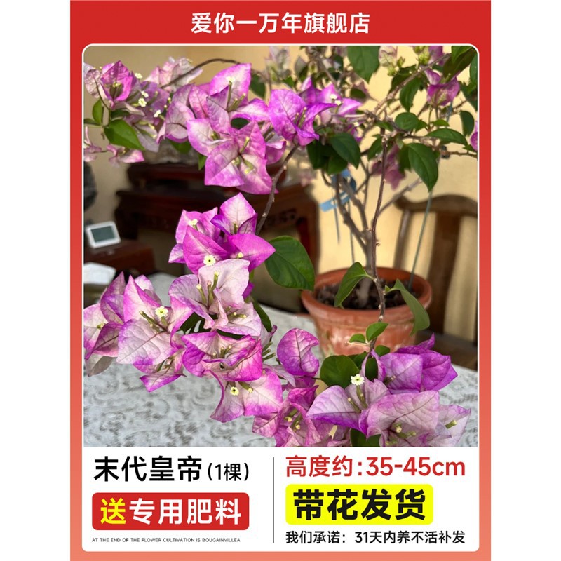 부겐빌레아 : 마지막 황제의 묘목 [꽃과 함께 배송] + 비료