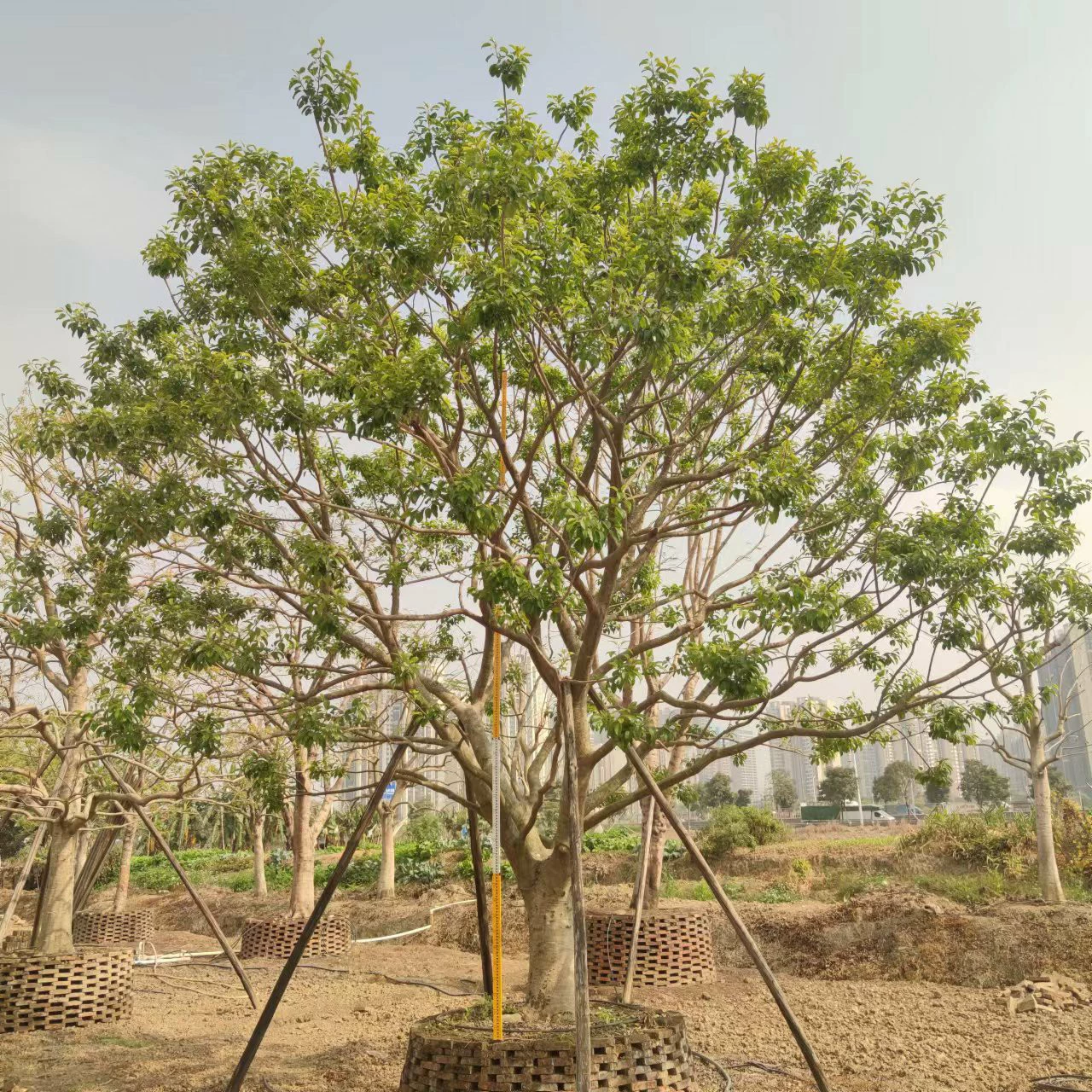 2403 Садовая база поставляет полнокоронное карликовое разветвление железного падуба