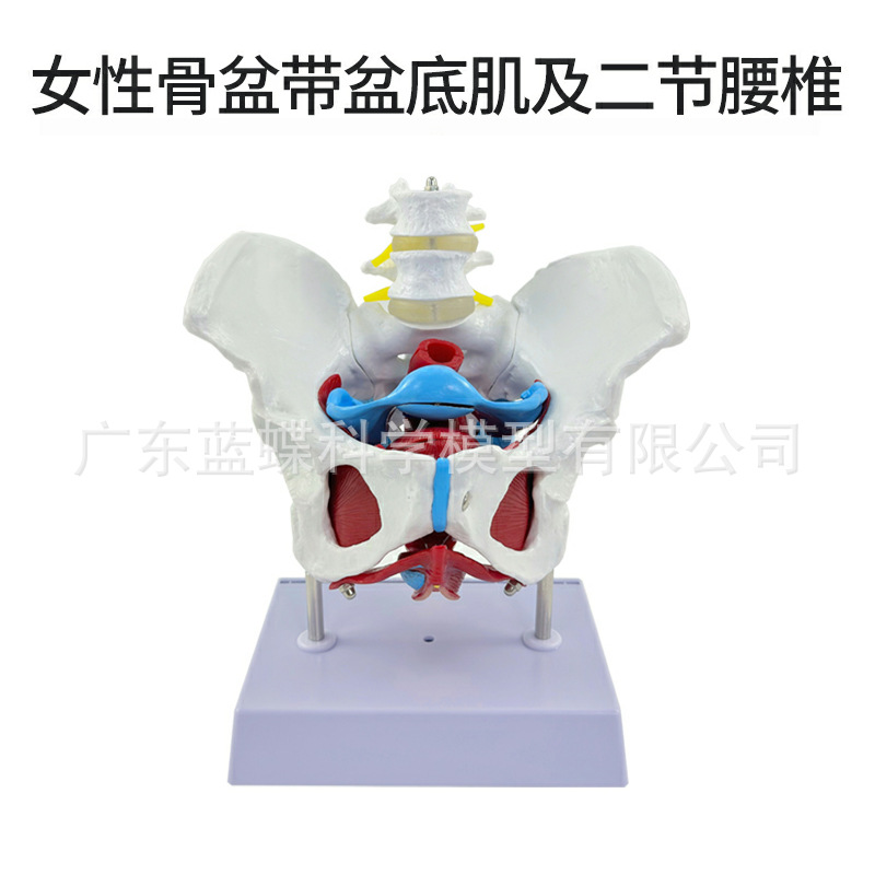 Ů�Թ������׼�ģ�� Ů����ǻ�ṹ ������׼���ģ�� ������׵