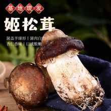 新鲜现货姬松茸巴西菇松茸香格里拉姬云南特产酒店特销厂家代发
