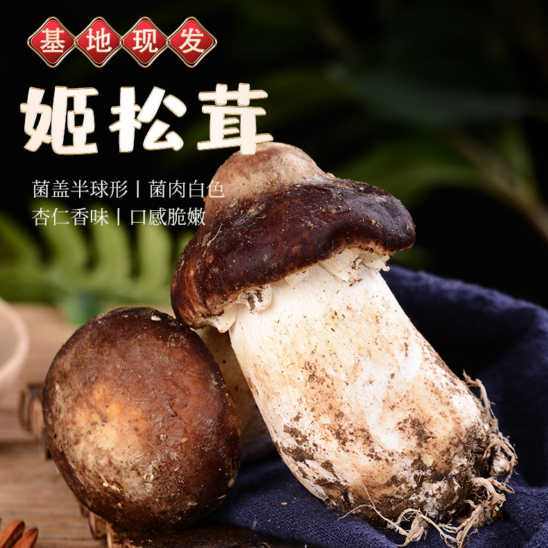 新鲜现货姬松茸巴西菇松茸香格里拉姬云南特产酒店特销厂家代发