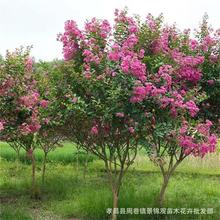 ������ľ��ޱ ��ޱ�� ������ޱ Т����ޱС�����l���]