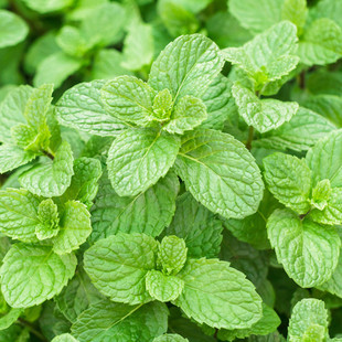 ���ɷN�����Կ�ʳ������ӷN؈�҃����̨���N���ӷ���