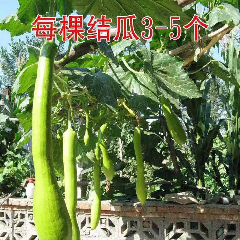 神奇砍瓜种子吊瓜种籽春秋四季播长南瓜爬藤瓜果蔬菜种子孑