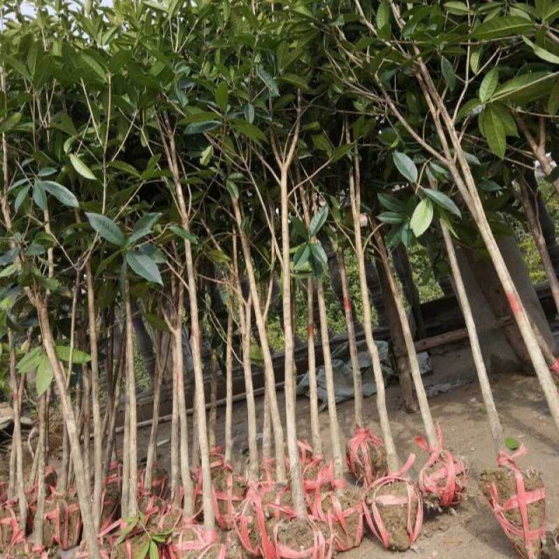 桂花树苗浓香八月金桂丹桂四季桂地栽盆栽庭院别墅征地绿化树