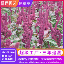 超级工厂尾穗苋籽易种园林绿化花卉种子老枪谷花坛易种花草种子