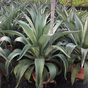 ��G�����m ���P ��β�����m ���G�F���^��@ ɳ��ֲ�� ˮ���m