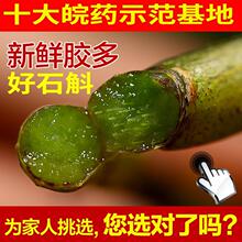 【买3送1】 一品堂霍山石斛铁皮石斛原种鲜条仿野生新鲜石斛