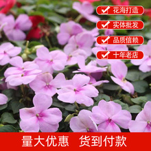 PɻN^NLɷNذɫݻNָ׻ܷN