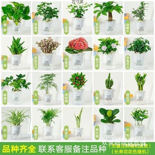 �Gֲ���Ի����҃Ⱥ�ؔ���k��������d�ӻ��G�}ˮ��Сֲ��������l