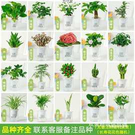 绿植盆栽花卉室内好财树办公室文竹栀子花绿萝水培小植物多肉批发