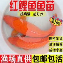 红鲤鱼苗淡水养殖食用大红兴国鲤鱼鱼苗耐活冷水活体鲤鱼苗观赏鱼