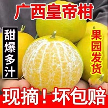 斤贡柑橘子新鲜水果三级桔子广柑薄皮斤无浅橙黄色批发柑橘端正