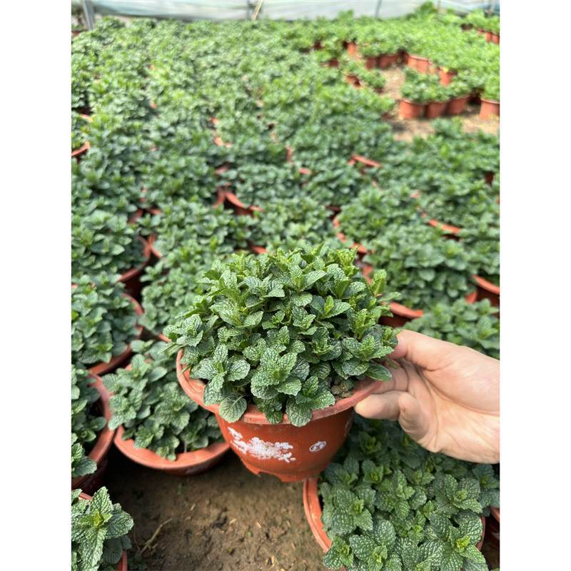 Large pot of mint + fertilizer [one pot]