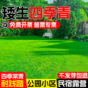 Four-Season Grass Seeds Are Cold-Resistant and Drought-Resistant, Slope Protection, Soil-Fixing, Dwarf, Pruning-Free Turf Seeds, Lawn Seeds for Courtyards