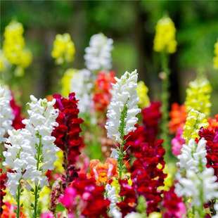Snapdragon Seeds, Lion Flower Seeds, Indoor Balcony Potted Plants, Easy to Grow in All Seasons, Flowering and Long-Lasting Perennial Varieties, Standard