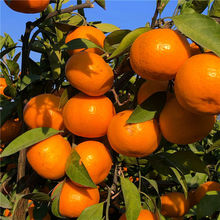 ���݌m���۽ۘ��������R���o�������ӹ���޽�����������̽���