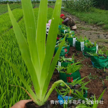 鸢尾花苗宿根草花黄花鸢尾多年生蓝花燕尾兰庭院道路绿化地被植物