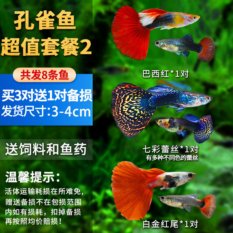 孔雀鱼精品小鱼缸观赏鱼好养耐活热带鱼活鱼天空蓝小型小鱼苗|undefined