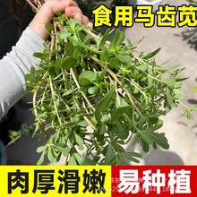 Ұ���R�X�{�N�����Ұ�˷N��ԭ�b��Ʒ�ļ��߲˷N�Ӵ�ȫ�˷N�����l